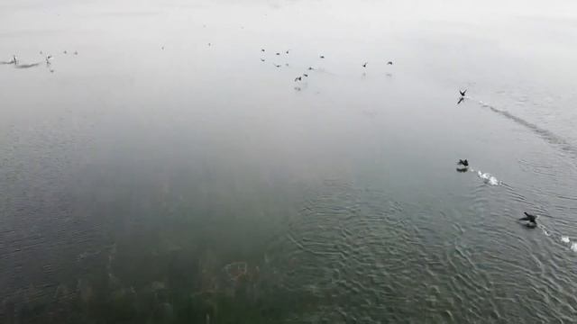 Водно-болотный парк привлекает тысячи птиц смотреть онлайн