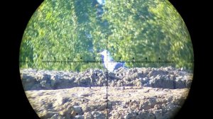 Охота на  Ворону и Гидро-карлов с пневматикой № 18. Crow Hunting 2023. Кроухантинг. Jack Hunter.