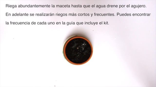 Hágalo Usted Mismo_DIY-kits Plantación de Bulbos смотреть онлайн