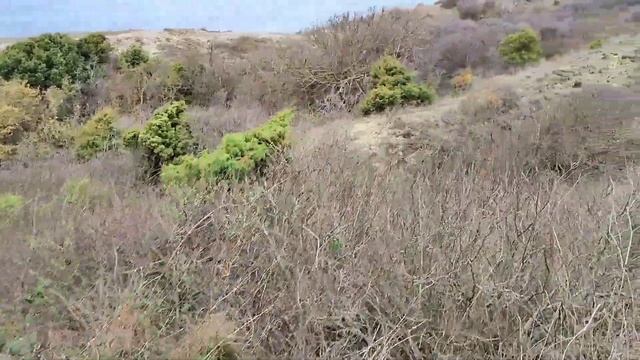 АНАПА#АНАПОЛИС#МОЖЖЕВЕЛОВЫЙ ЛЕС#ВАРВАРОВКА#ВЕСНА смотреть онлайн