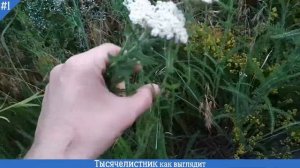 ТЫСЯЧЕЛИСТНИК КАК ВЫГЛЯДИТ | Живучая Трава КРУПНЫМ планом