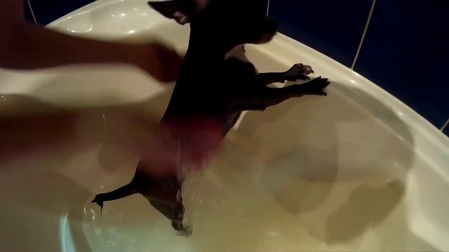 Чихуахуа купание смотреть онлайн