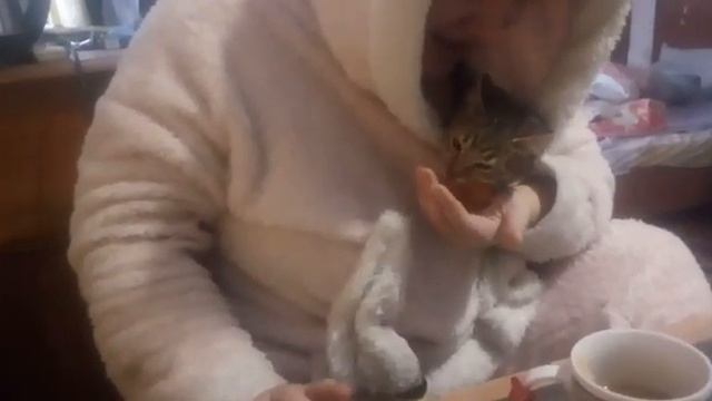 Как котенок Дося кушает хурму??? смотреть онлайн