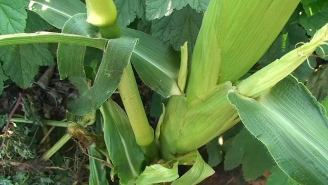 Кукуруза в Бурятии