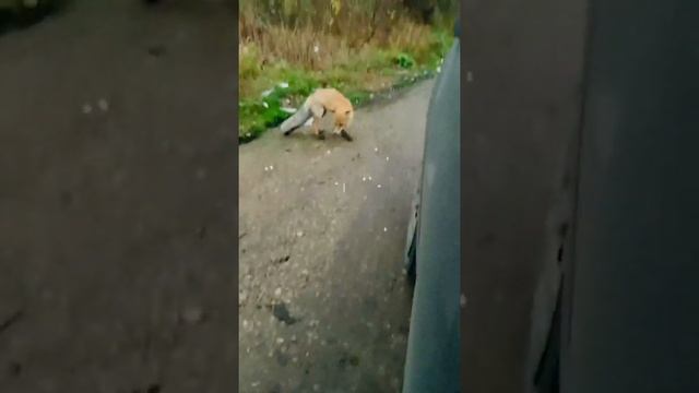 Лиса пришла к людям смотреть онлайн