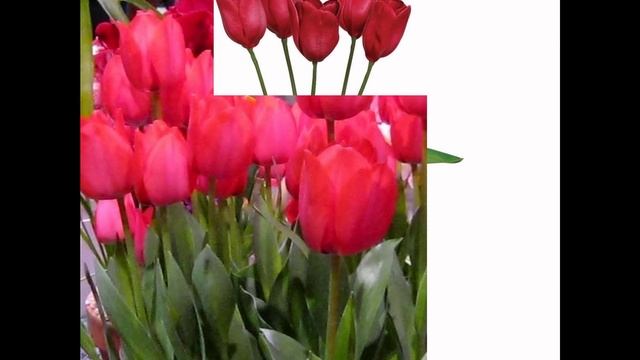 ТЮЛЬПАН  (TULIPA)  сем. Лилейные