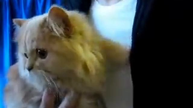 Персидская классическая кошка смотреть онлайн