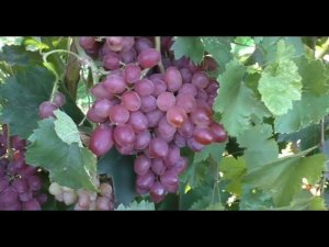 Виноград 2023. Кишмиш Маргарита - первые наблюдения обнадеживают