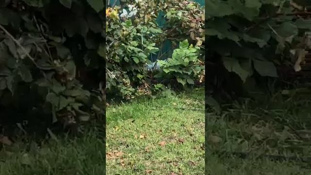 Наш выпускник питомника Elite Pets?г.Волгоград,Баллу? смотреть онлайн