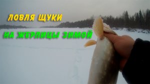 ЛОВЛЯ ЩУКИ НА ЖЕРЛИЦЫ. РЫБАЛКА СО 100 % РЕЗУЛЬТАТИВНОСТЬЮ