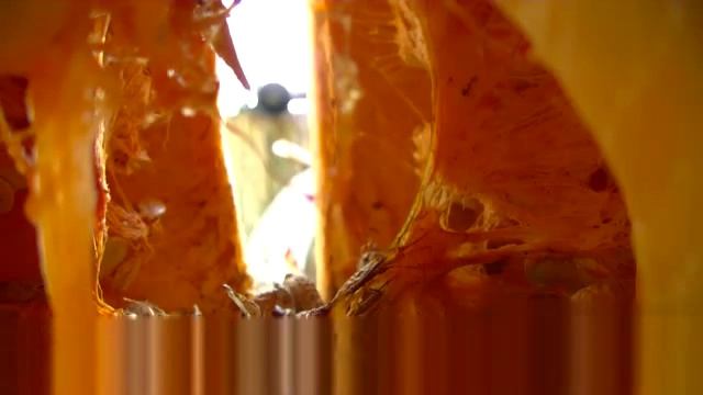 1, белка и тыква смотреть онлайн