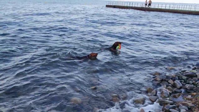 Эрдельтерьеры в Абрау-Дюрсо, море смотреть онлайн