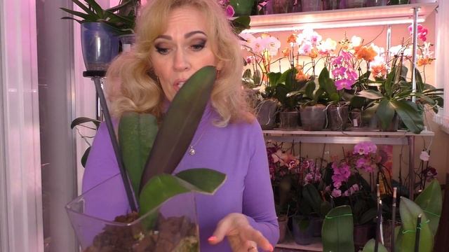 БЫСТРЫЙ РЕЗУЛЬТАТ! КРУТОЙ препарат для БЫСТРОГО ВОССТАНОВЛЕНИЯ ОРХИДЕЙ! И ЭТО УЖЕ НЕ СОВПАДЕНИЕ! смотреть онлайн