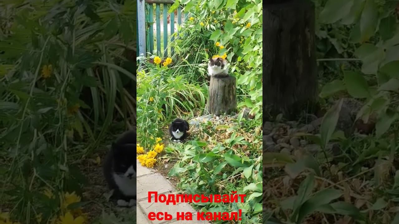 Царь и охрана! смотреть онлайн