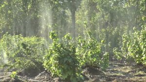 Супер полив ОГОРОДА за КОПЕЙКИ. СПРЕЙ полив ТУМАН всего ОГОРОДА