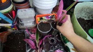 КАК РАЗМНОЖИТЬ КОРДИЛИНУ