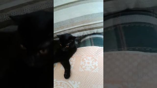 Как уговорить родителей купить кого-то во животного..?? смотреть онлайн