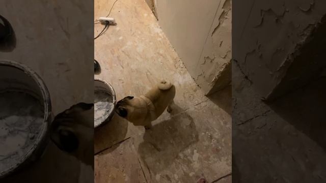 Кекса по ходу сунул морду в штукатурку смотреть онлайн