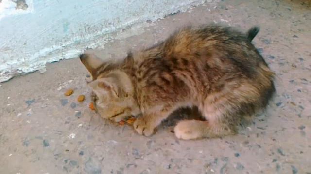 Кот благодарит за еду смотреть онлайн
