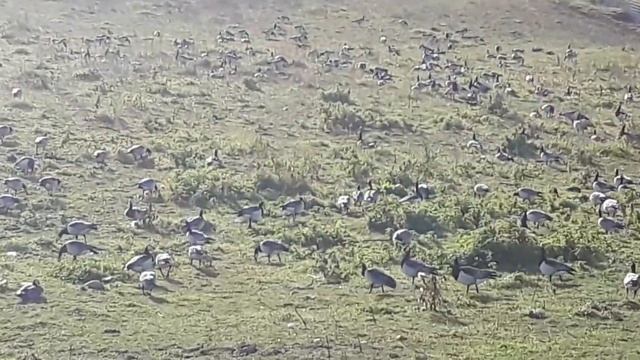 Страшный сон охотника. смотреть онлайн