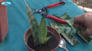 Сансевиерия- все способы размножения!