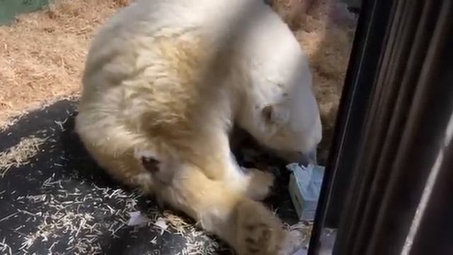 ?❄️? УТРО У ДИКСОНА НАЧАЛОСЬ С ГОРБУШИ ЛЕГКОГО ЗАВТРАКА смотреть онлайн
