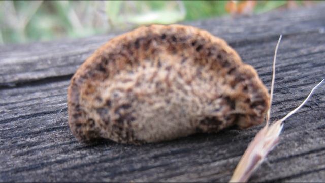 Yellow Jelly Fungus | Witches' Butter | Tremella Mesenterica Before and After Frost. смотреть онлайн