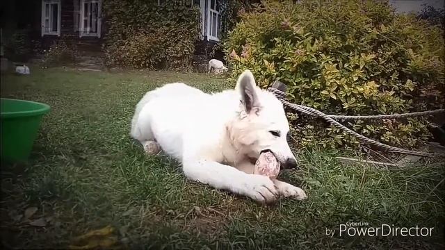 Donna Rosa INCREDIBLE DOG (D-Litter: Amigo INCREDIBLE DOG & Incredible Sunshine DBDT) смотреть онлайн