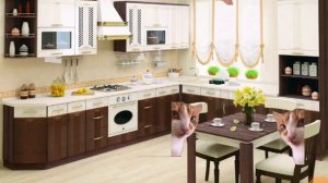 пов мой выходной:мемные коты ставь лайк и подпишись 💗