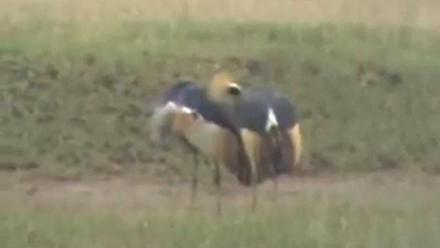 венценосный журавль смотреть онлайн