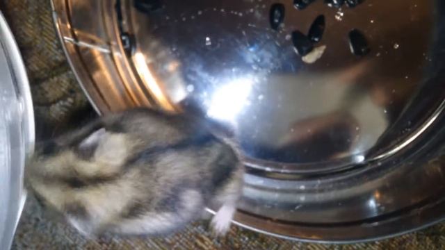 Вечерняя прогулка нашей ручной хомячихи #Хомяки джунгарики Hamster смотреть онлайн
