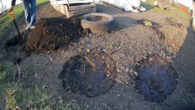 КУПИЛИ ПОРОСЯТ // НОВЫЕ САЖЕНЦЫ смотреть онлайн