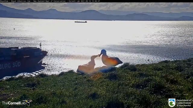 21.08.14 Royal Albatross Cam - LGL回來 LGL is back ~ SSTrig chick wants to get close смотреть онлайн