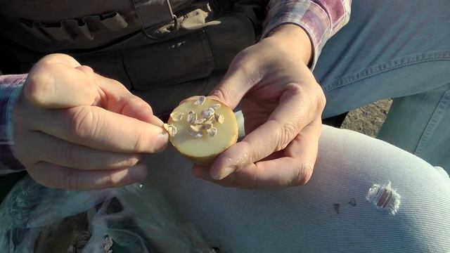 Как правильно насадить сухой (не варёный) геркулес на крючок. смотреть онлайн