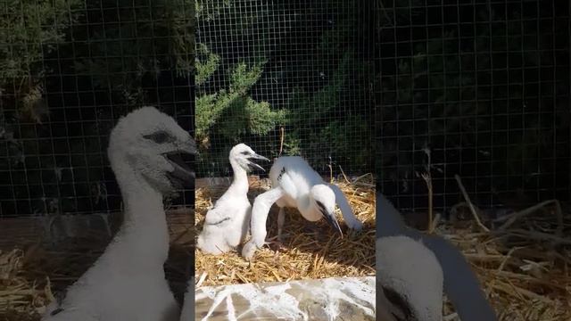 Первые попытки встать на лапы #stork #animals #аист #брест #брестскийаист #милота смотреть онлайн