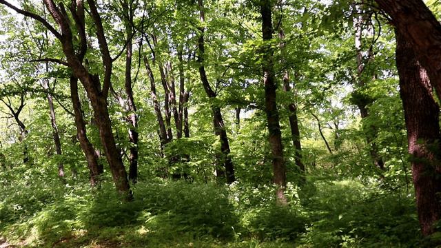 Total Relaxation With Sounds From Nature. 1 Hour Of Relaxing Music 432 Hz смотреть онлайн