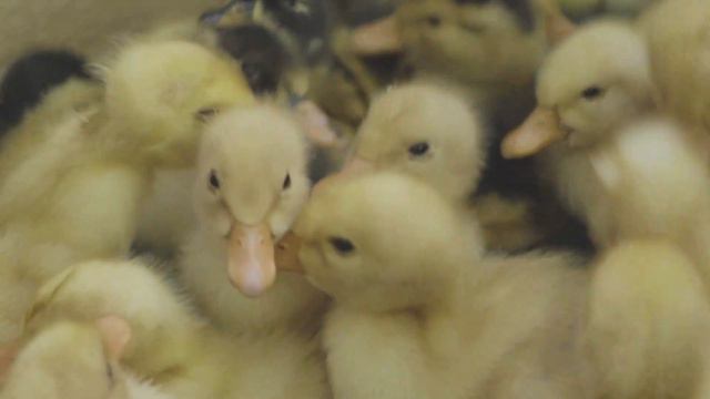Смешные утята. 4К Звуки утят для малышей Funny ducklings. Sounds of ducklings for the little ones смотреть онлайн