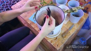 «Бамбук счастья» посадка в грунт.