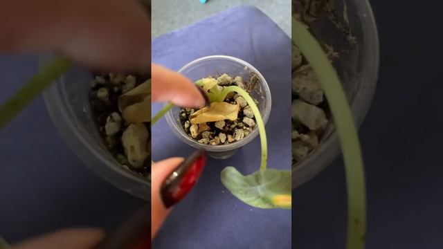 Мело алоказия смотреть онлайн