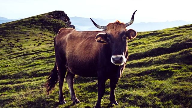 КАК МЫЧИТ КОРОВА, ЗВУКИ КОРОВЫ