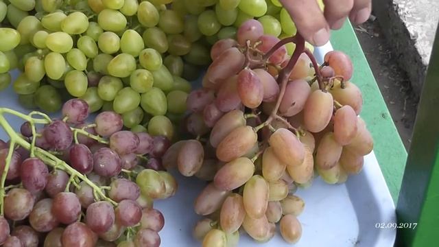 Виноград на рынках Энгельса смотреть онлайн