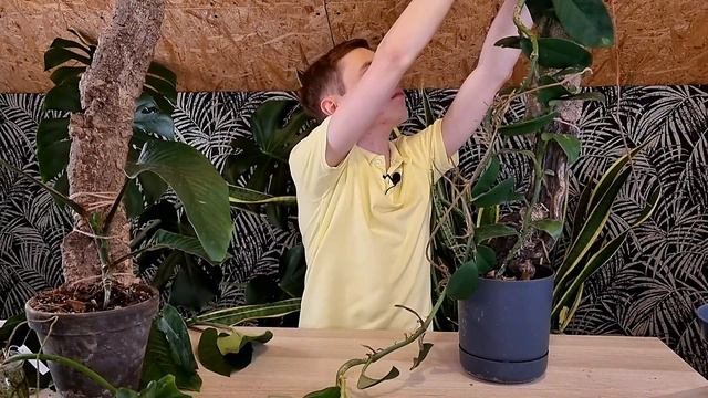 Tnę I Rozmnażam Rośliny - Rhaphidophora I Philodendron