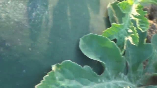 Арбуз Инбар F1 - презентация смотреть онлайн