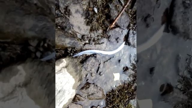 Чудо рыба в астраханской волге смотреть онлайн
