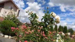 Обрезка роз групп шрабы и флорибунда после первого цветения