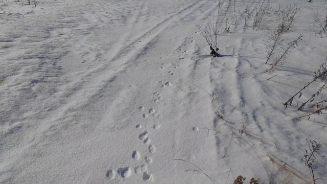 #162 1 марта 2021 год,прогулка в лес смотреть онлайн