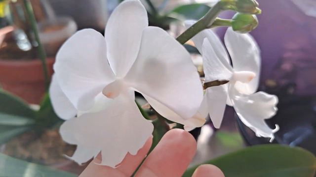 Семья белого биг липа.Роскошное цветение!🌺🌺🌺🌺 смотреть онлайн
