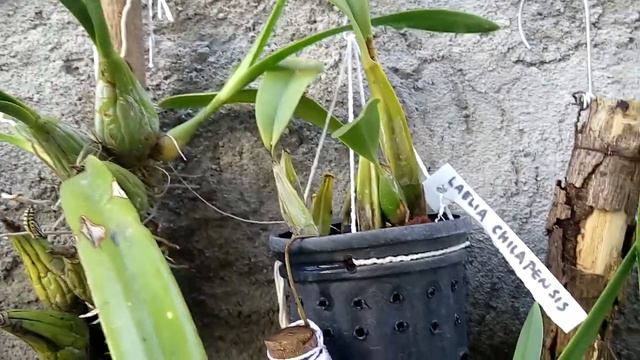 "Regar" orquídeas con cubitos de hielo. смотреть онлайн