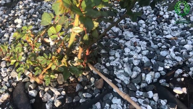 Описание и Обрезка Роз: Грандифлора, Спрей. Появляются бутоны на розах № 44 (6 мая 2021) смотреть онлайн