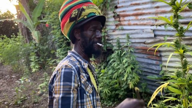 High Grade Tour with Rasta Mokko смотреть онлайн